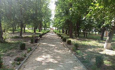 На Богуславщине неизвестные пытались вырезать многолетние деревья