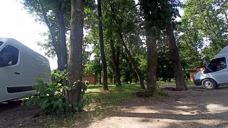 На Богуславщине неизвестные пытались вырезать многолетние деревья