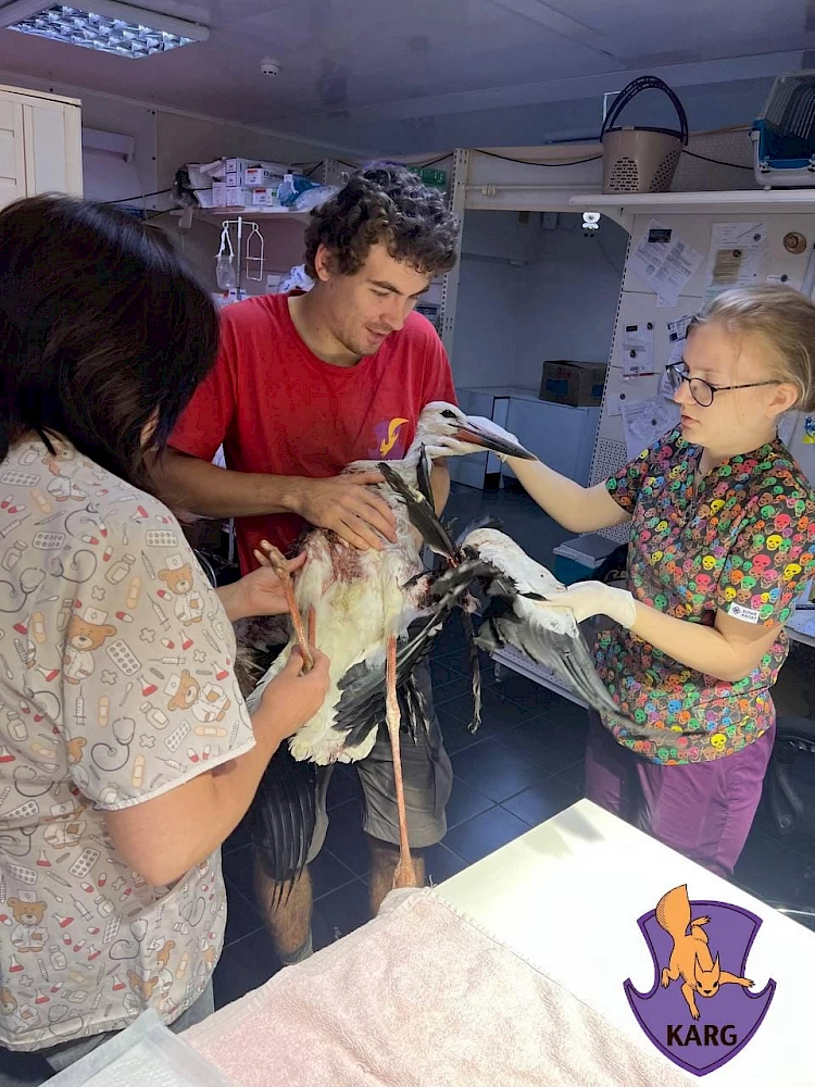 Активисты спасли двух аистов неподалеку от Обухова: они уже в безопасности