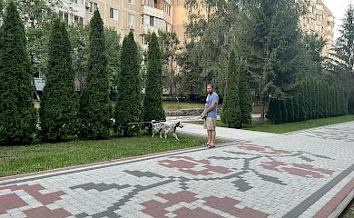 Обухів думає чи варто вигулювать собак на алеях міста, де висаджені декоративні рослини?