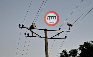 Возле Обухова обнаружили тела нескольких мертвых аистов: что произошло и что происходит?