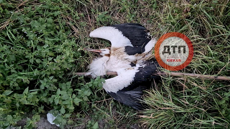 Возле Обухова обнаружили тела нескольких мертвых аистов: что произошло и что происходит?