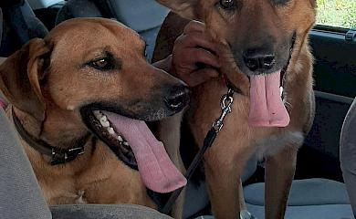 Песик із затопленої Херсонщини потрапив в обухівську родину: і не лише він