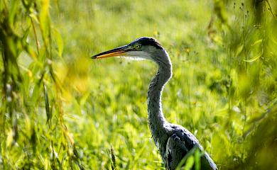 На реке возле Обухова сфотографировали серую цаплю: чем она интересна