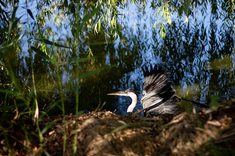 На реке возле Обухова сфотографировали серую цаплю: чем она интересна