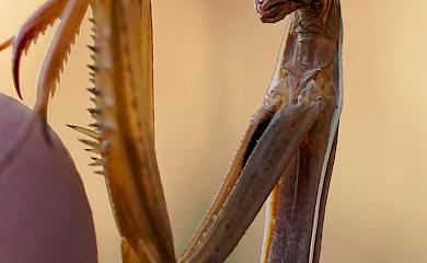 На Обуховщине крупным планом сфотографировали того, кто молится богу
