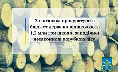 Нарубався: працівника лісництва в Обухівському районі зобов'язали відшкодувати 1,2 млн грн