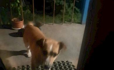 В Обухове пропал пес: похожий на Патрона, отзывается на боксера