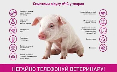 На Обуховщине обнаружен очаг африканской чумы свиней