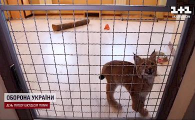 Врятована обухівськими правоохоронцями рись поїде за кордон