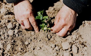 Выбор семян для посадки: на что обратить внимание