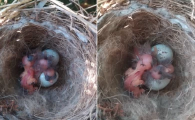 Что происходит: возле Обухова исследователи заметили интересный случай позднего гнездования