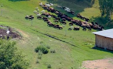 Овеча ферма у Васильківських Карпатах на Обухівщині - недооцінена туристична локація краю