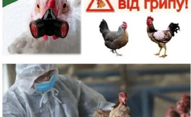 Жителі Обухівщини: захистіть свійських птахів від інфекцій