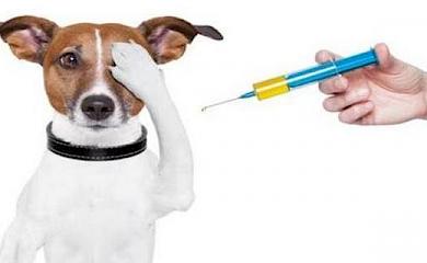 В селах Обуховской громады будут вакцинировать домашних животных от бешенства