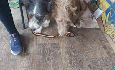 У Обухові стерилізували 29 тварин за пільговою ціною