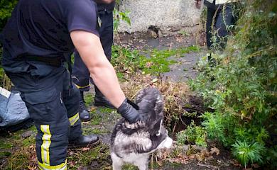 В Обуховском районе спасли собаку из канализационного коллектора