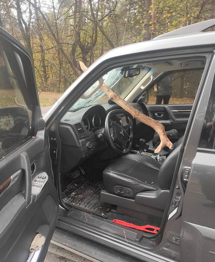 В Обухове дерево упало на автомобили, которые двигались по дороге