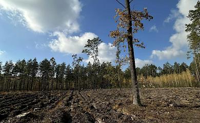 На Киевщине восстанавливают леса: высажено более 4000 деревьев (фото)