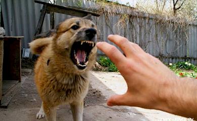 На Фастовщине обнаружено бешенство: в угрожающую зону попал и Обуховский район