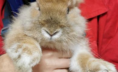 Кролик и черепаха: именно их выбросили в одном пакете на свалку горе-хозяева