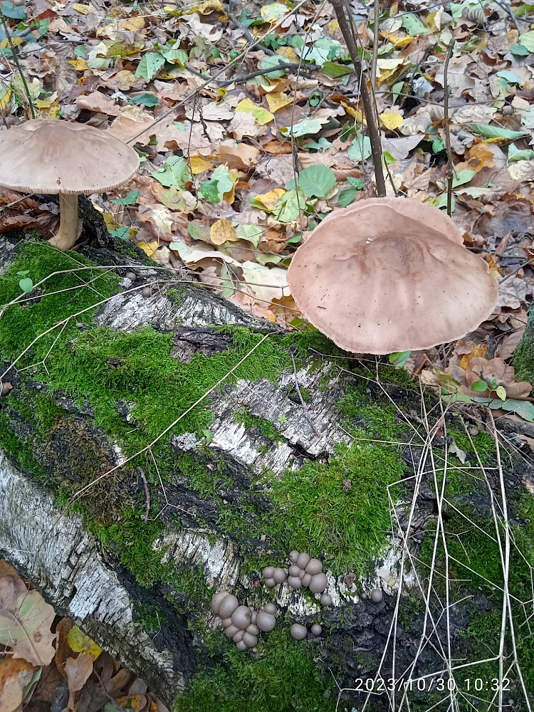 В Обуховском районе грибники нашли интересного "оленьего" экземпляра