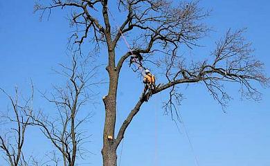 На Обуховщине планируют потратить 250 тыс. грн. на кронирование сухостоя