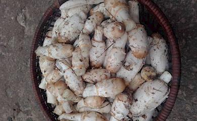 Вблизи Обухова нашли интересный гриб, спорят пойдет ли "под пивко"