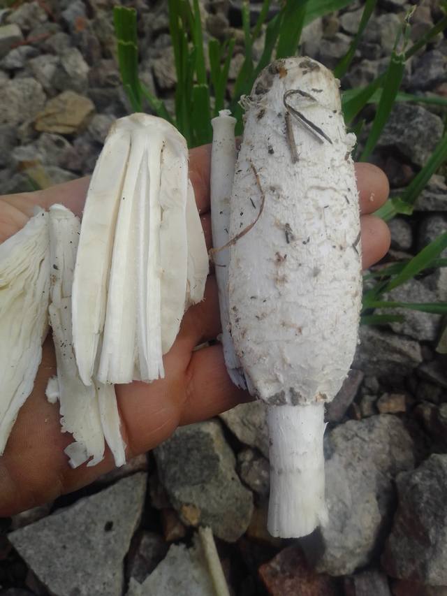 Вблизи Обухова нашли интересный гриб, спорят пойдет ли "под пивко"