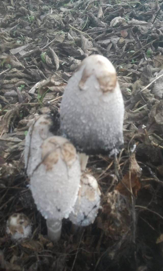 Вблизи Обухова нашли интересный гриб, спорят пойдет ли "под пивко"