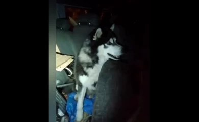 Северное сияние: как нетипичные астрономические события влияют на животный мир Киевщины