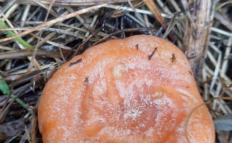 В обуховских сосняках замечены одни из самых вкусных грибов