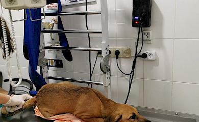 В Киеве с 6-го этажа выбросили щенка: он чудом выжил