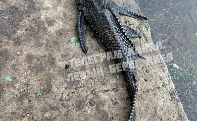 В киевском озере поймали экзотическую рыбу, которая не водится в наших краях