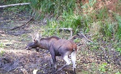 Это удивительно: фотоловушка зафиксировала в киевском парке косуль, кабанов и лосей
