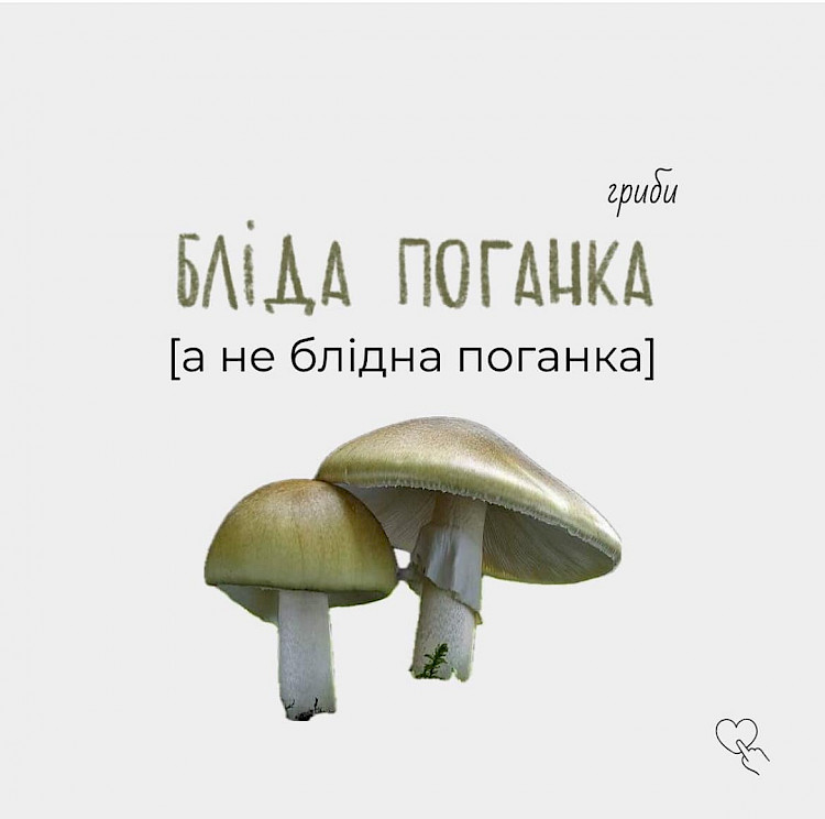Как правильно называть на украинском языке наиболее распространенные виды грибов