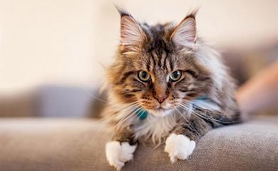 Осенние породы кошек: почему стоит заводить именно их