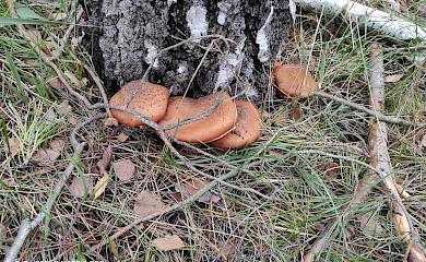 Килограммовые белые грибы и другие гиганты встретились грибнице на Обуховщине