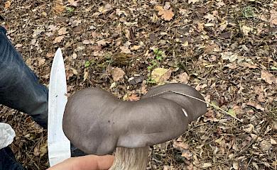 Похож на вешенку, но растет на земле: в сети спорят о виде гриба