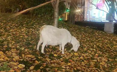 Коза Зита, которая свободно гуляла в центре Киева, погибла от укусов собак