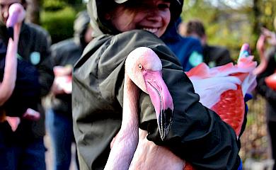 Киевские фламинго как казаки с наступлением холодов перебрались на "зимовники"