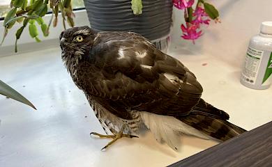 В Киеве отбили у ворон полумертвого ястреба: что с ним произошло потом