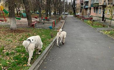 В Киеве вернули двух среднеазиатских овчарок: все благодаря ошейникам