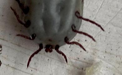 Клещи еще не спят: на Киевщине домашние животные приносят их домой