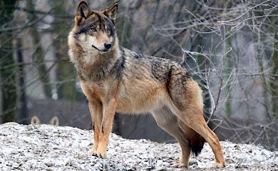 Волк в доме: женщина приютила щенка, а потом поняла свою ошибку