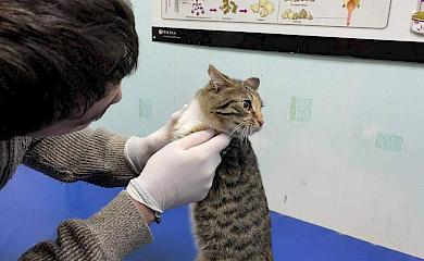 Два дня в Киеве не могли снять с дерева котенка
