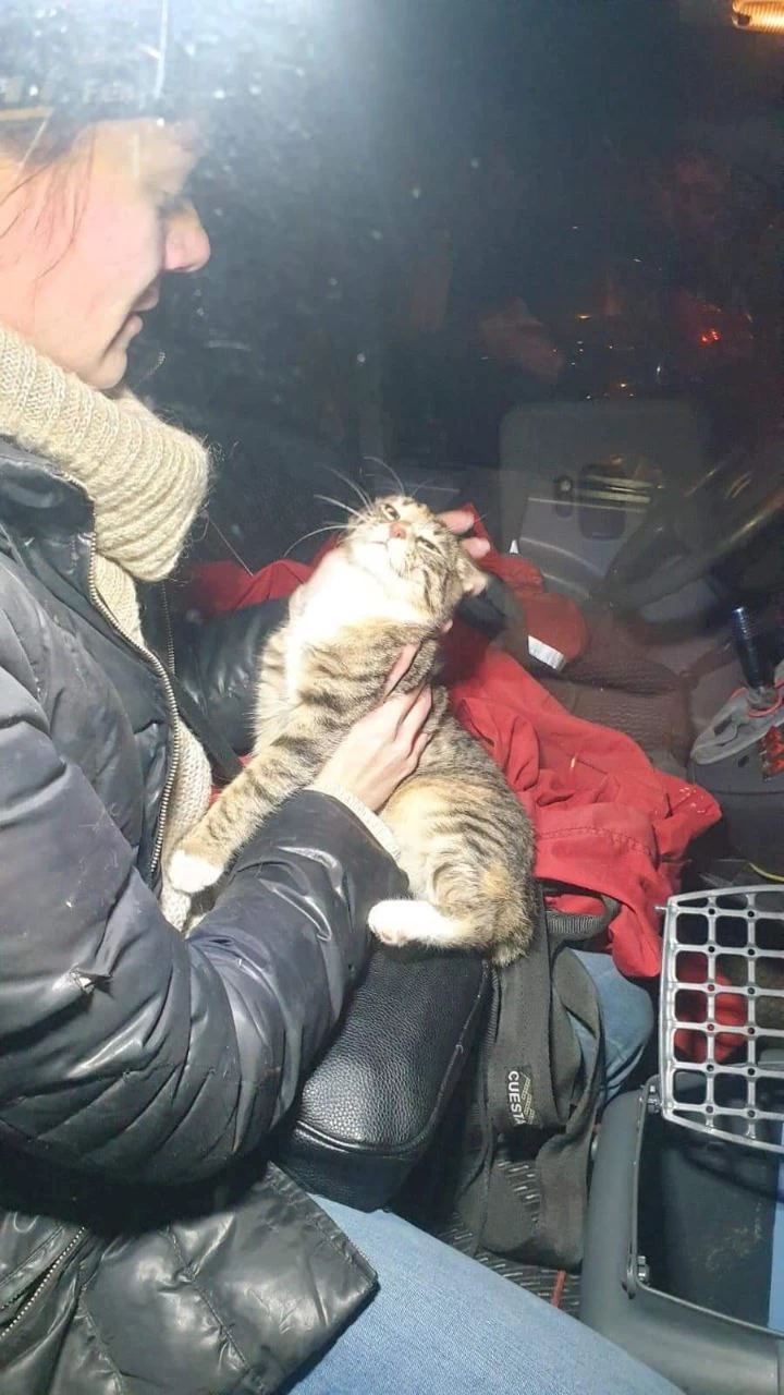 Два дня в Киеве не могли снять с дерева котенка