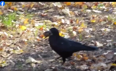 На Киевщине сняли забавное видео как грач закапывает в землю ореха