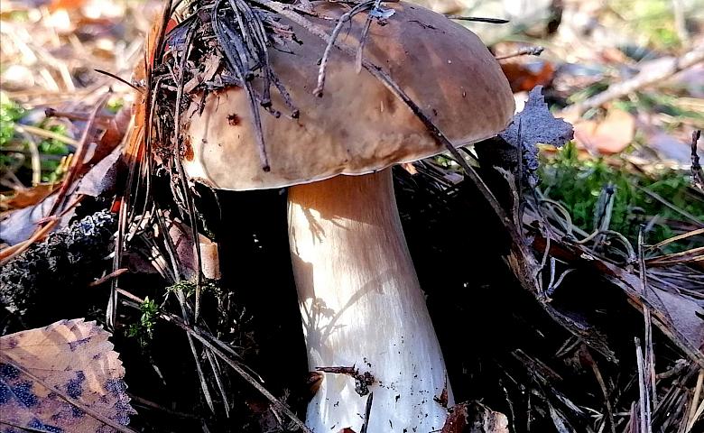 В лесу - 1°С, но возле Киева грибы растут и собираются благодарными грибниками