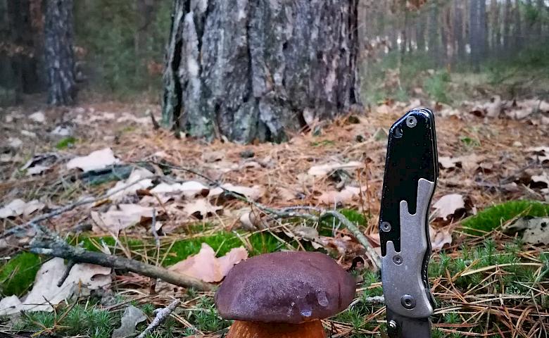 В Киевской области сезон не закрыт - мороз для грибов не проблема